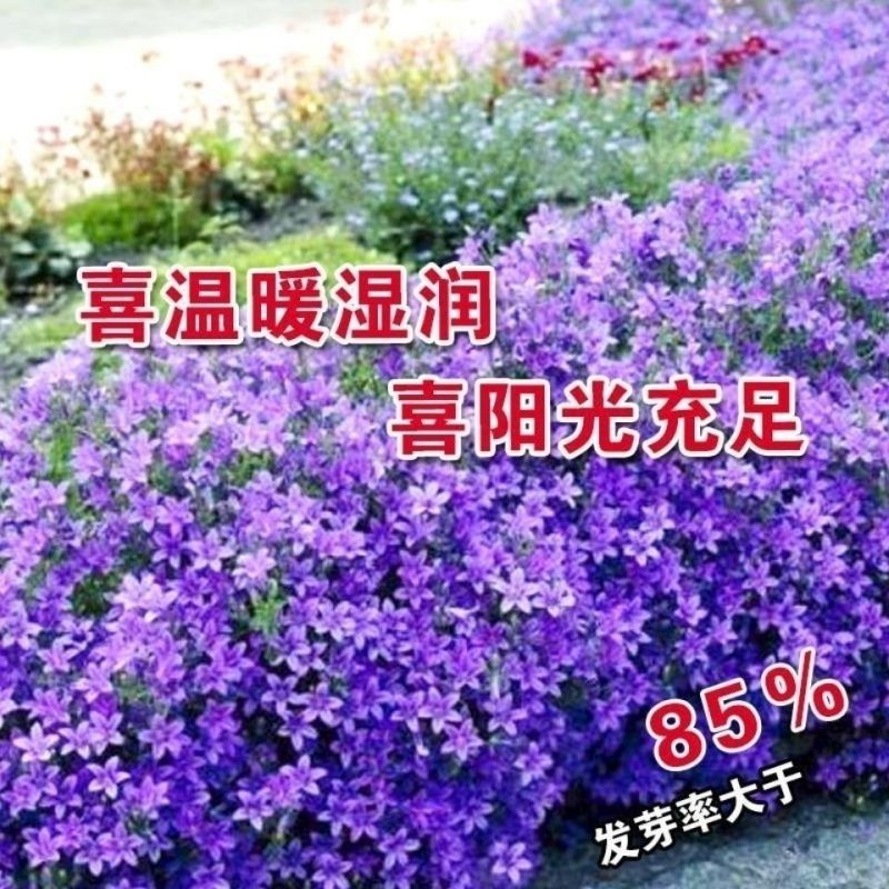 优质草本花卉种子四季混色风铃草种子观赏植物园艺花卉