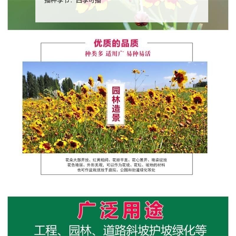 蛇目菊种子花种籽子四季播种开花易活花籽室内外阳台庭院花种