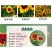 蛇目菊种子花种籽子四季播种开花易活花籽室内外阳台庭院花种