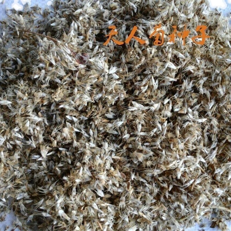 多年生宿根天人菊花卉种子花籽春秋播种庭院阳台盆栽耐寒简单