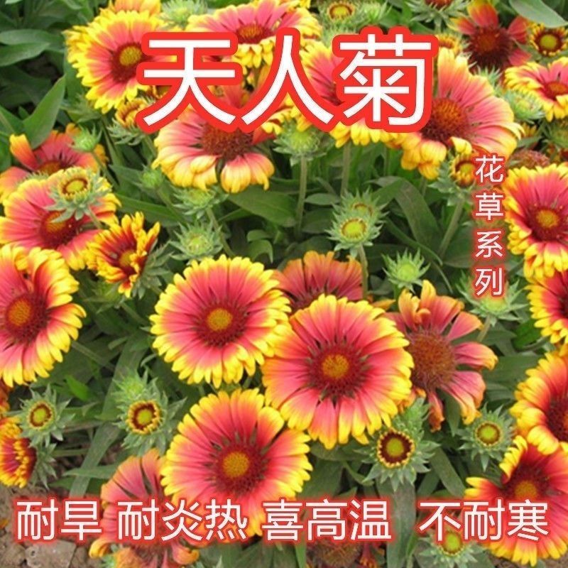 多年生宿根天人菊花卉种子花籽春秋播种庭院阳台盆栽耐寒简单