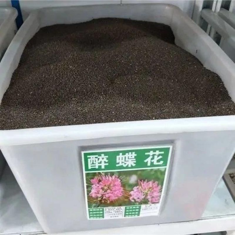 醉蝶花种子四季开花易种活阳台室外庭院花卉花种景观花海花籽