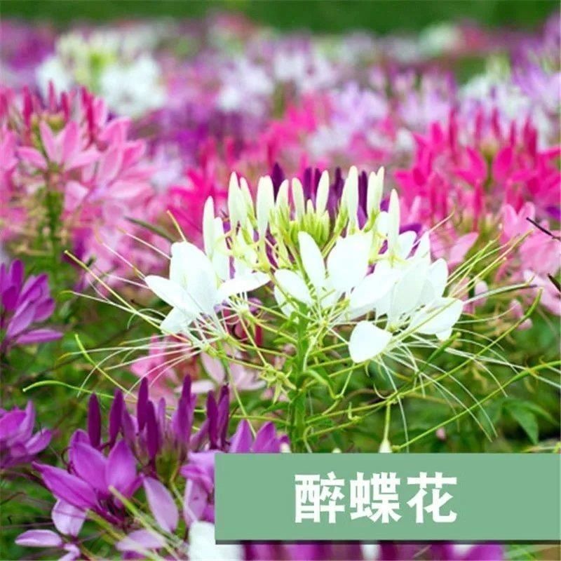 醉蝶花种子四季开花易种活阳台室外庭院花卉花种景观花海花籽