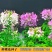 醉蝶花种子四季开花易种活阳台室外庭院花卉花种景观花海花籽