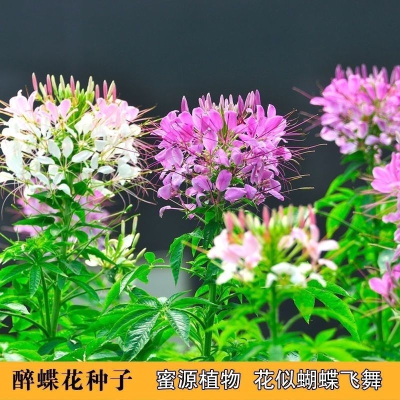 醉蝶花种子四季开花易种活阳台室外庭院花卉花种景观花海花籽