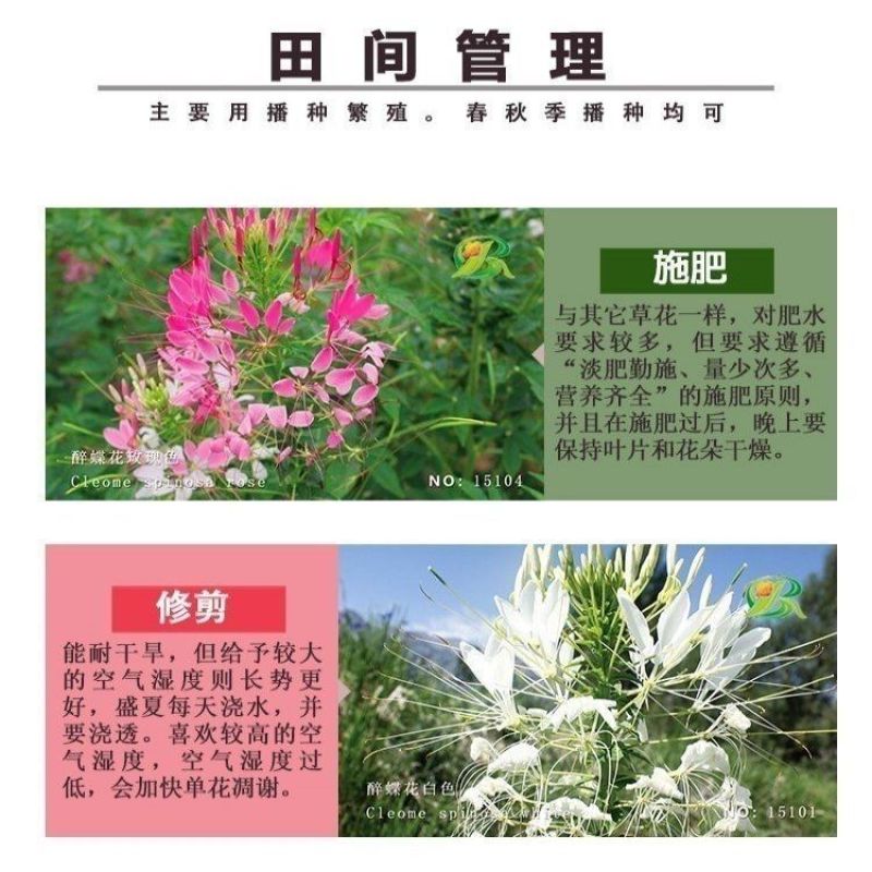 醉蝶花种子四季开花易种活阳台室外庭院花卉花种景观花海花籽