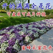 香雪球种子四季播种开花耐寒室内外阳台盆栽冬季易活花卉种子