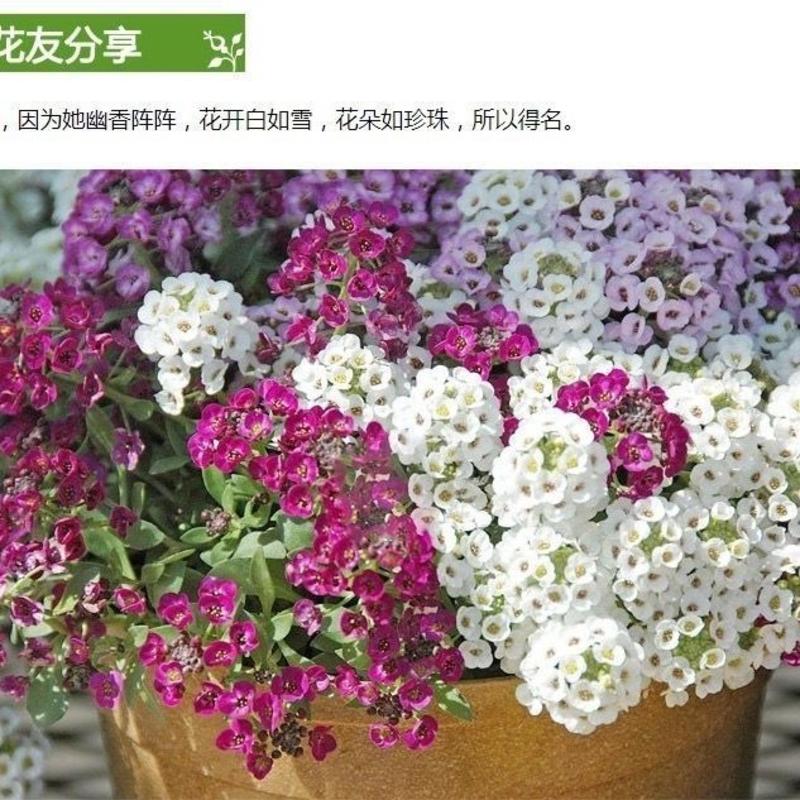 香雪球种子四季播种开花耐寒室内外阳台盆栽冬季易活花卉种子