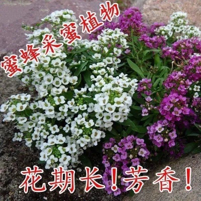 香雪球种子四季播种开花耐寒室内外阳台盆栽冬季易活花卉种子