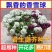 香雪球种子四季播种开花耐寒室内外阳台盆栽冬季易活花卉种子