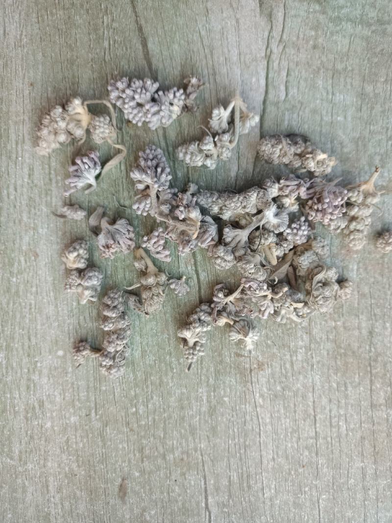 中药材，野生迷蒙花新货正品