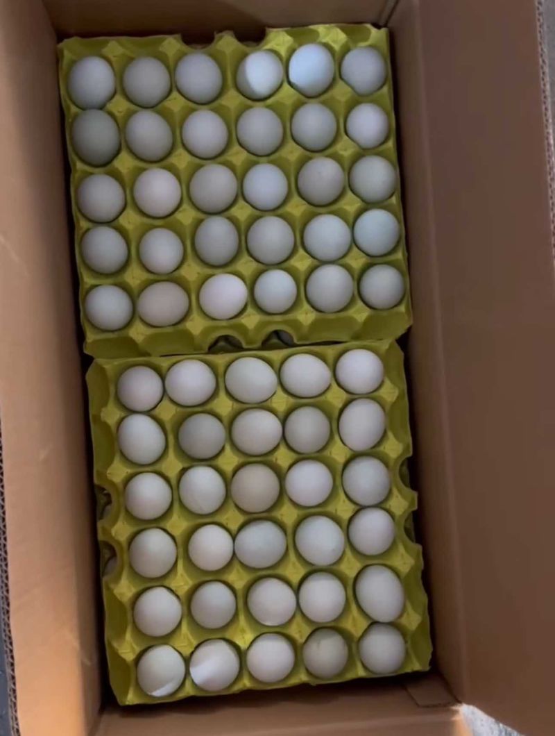 420枚精品绿壳鸡蛋