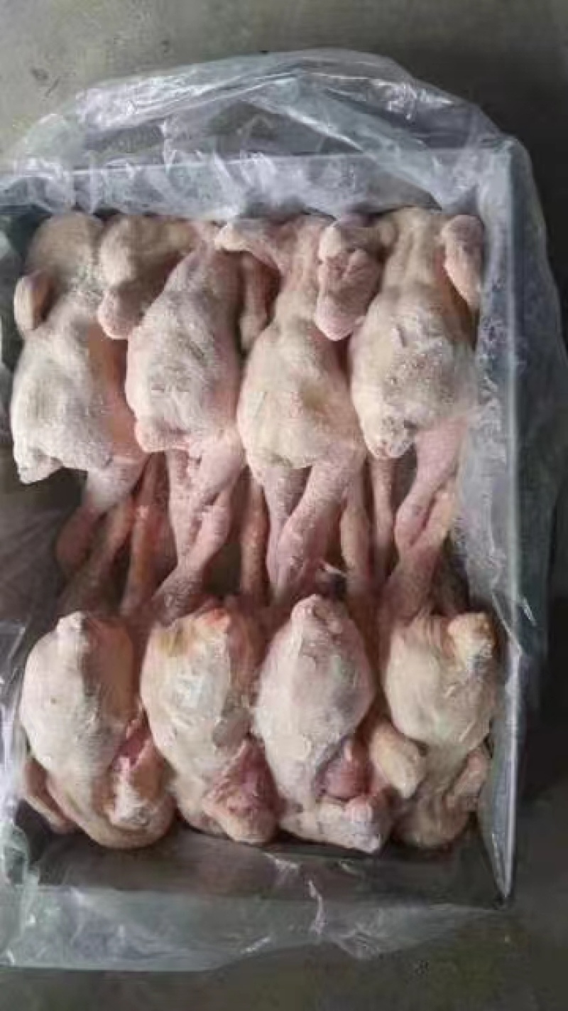 西装鸡14，16，17，18，20，23直腿盘腿规格齐全