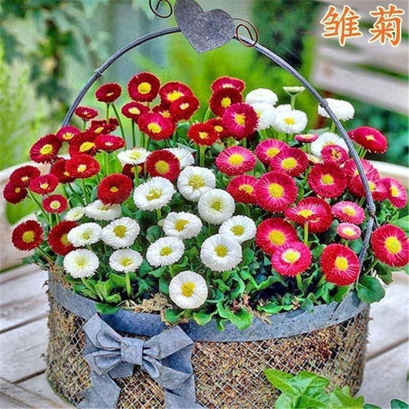 新小雏菊花卉种子太阳菊花籽春夏播种简单易活多年生阳台庭院