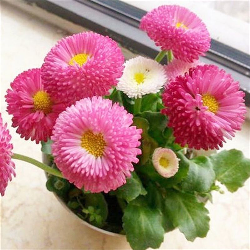 新小雏菊花卉种子太阳菊花籽春夏播种简单易活多年生阳台庭院