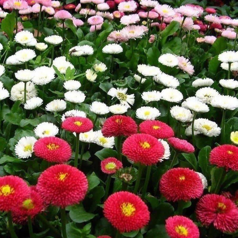 新小雏菊花卉种子太阳菊花籽春夏播种简单易活多年生阳台庭院
