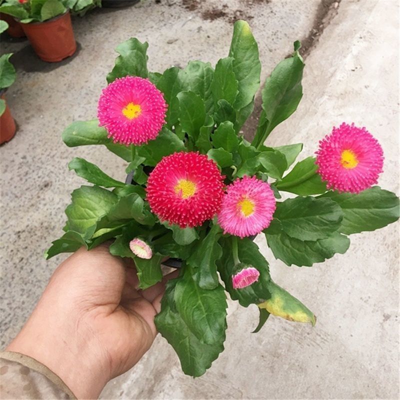 新小雏菊花卉种子太阳菊花籽春夏播种简单易活多年生阳台庭院