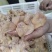 食品鸡尾，817鸡尾，公鸡尾