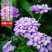 蜂室花种子四季观花阳台植物盆栽屈曲花景观花海绿化花卉草花