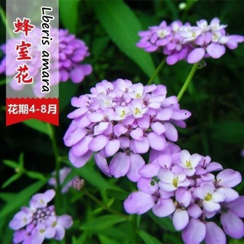 蜂室花种子四季观花阳台植物盆栽屈曲花景观花海绿化花卉草花
