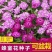 蜂室花种子四季观花阳台植物盆栽屈曲花景观花海绿化花卉草花