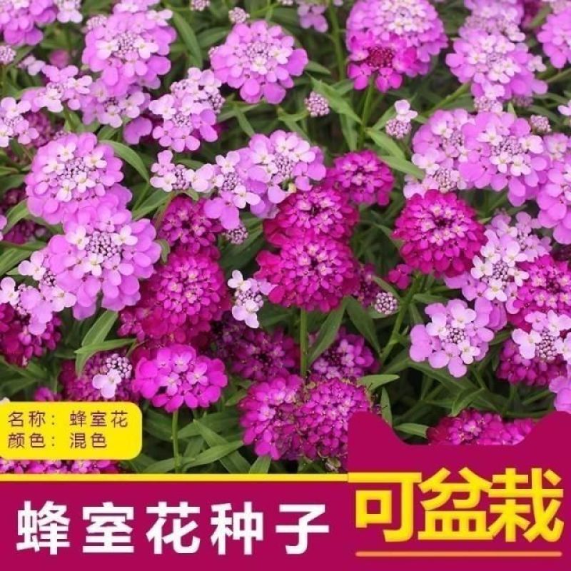 蜂室花种子四季观花阳台植物盆栽屈曲花景观花海绿化花卉草花