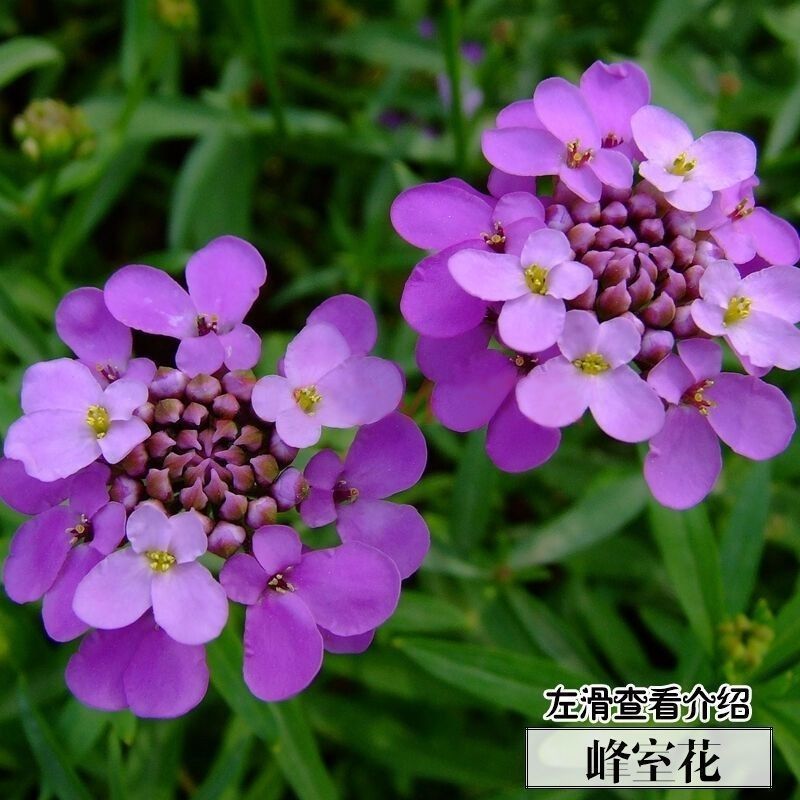 蜂室花种子四季观花阳台植物盆栽屈曲花景观花海绿化花卉草花