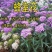 蜂室花种子四季观花阳台植物盆栽屈曲花景观花海绿化花卉草花