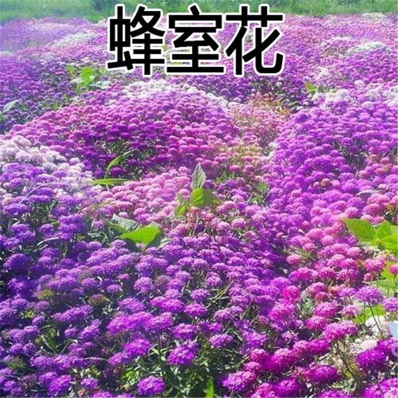 蜂室花种子四季观花阳台植物盆栽屈曲花景观花海绿化花卉草花