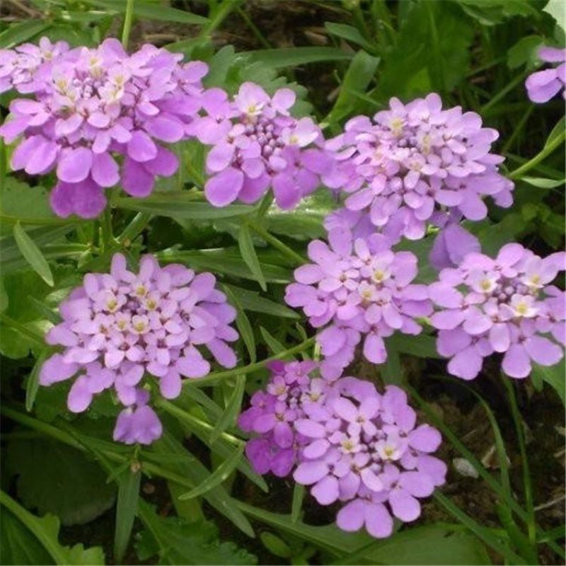 蜂室花种子四季观花阳台植物盆栽屈曲花景观花海绿化花卉草花