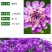 蜂室花种子四季观花阳台植物盆栽屈曲花景观花海绿化花卉草花