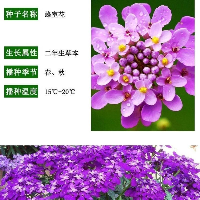蜂室花种子四季观花阳台植物盆栽屈曲花景观花海绿化花卉草花