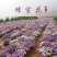 蜂室花种子四季观花阳台植物盆栽屈曲花景观花海绿化花卉草花