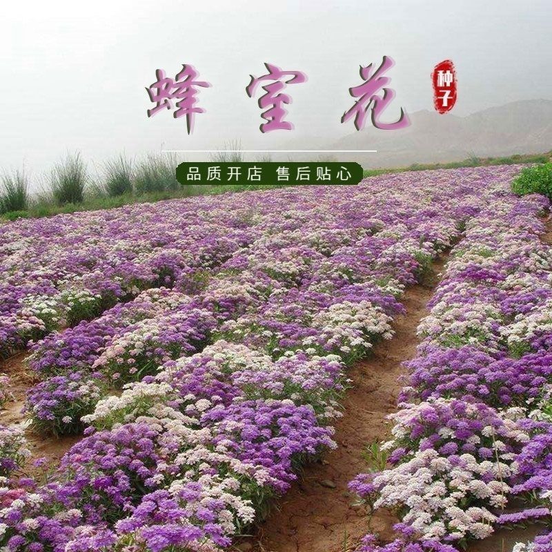 蜂室花种子四季观花阳台植物盆栽屈曲花景观花海绿化花卉草花