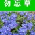 优质勿忘草种子零售多年生勿忘草花籽花卉花海景观勿忘我种籽