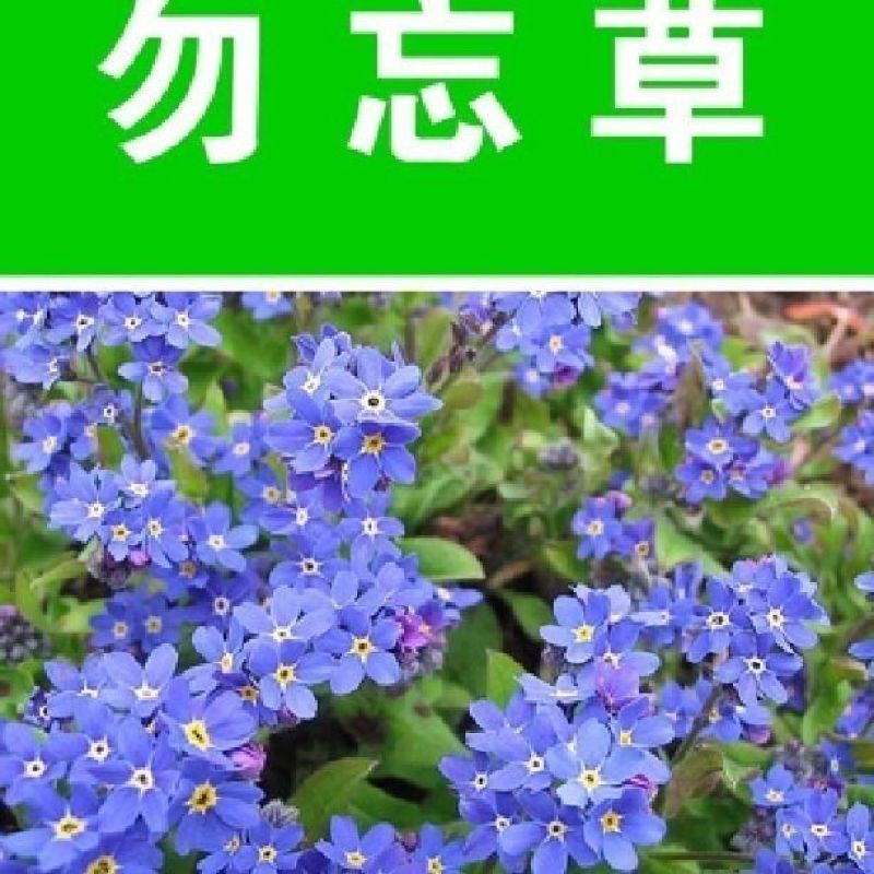 优质勿忘草种子零售多年生勿忘草花籽花卉花海景观勿忘我种籽