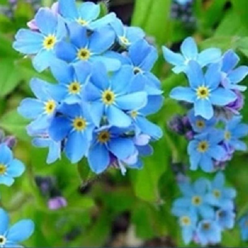 优质勿忘草种子零售多年生勿忘草花籽花卉花海景观勿忘我种籽