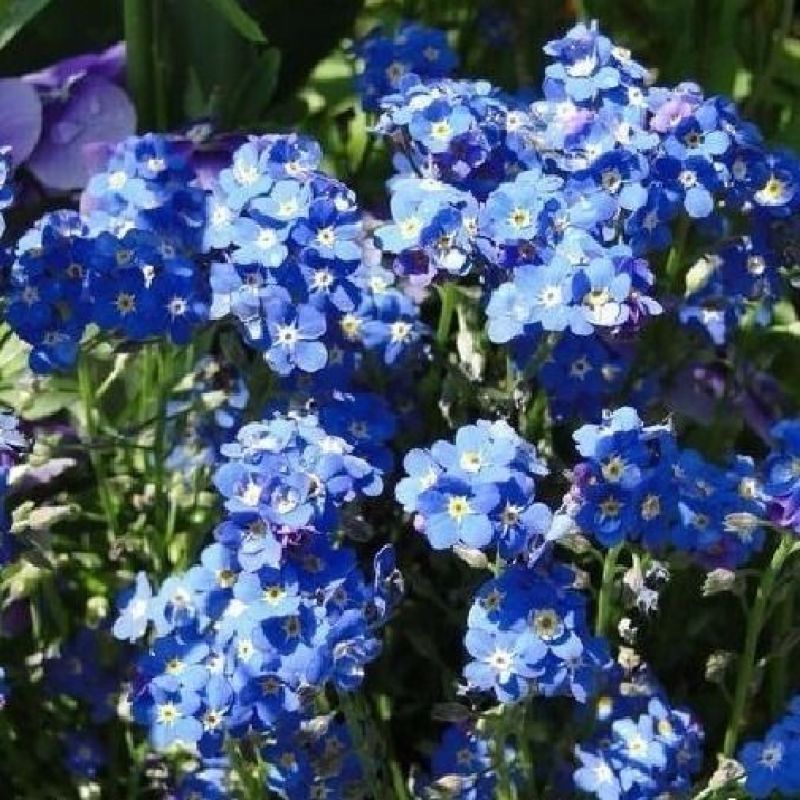 优质勿忘草种子零售多年生勿忘草花籽花卉花海景观勿忘我种籽