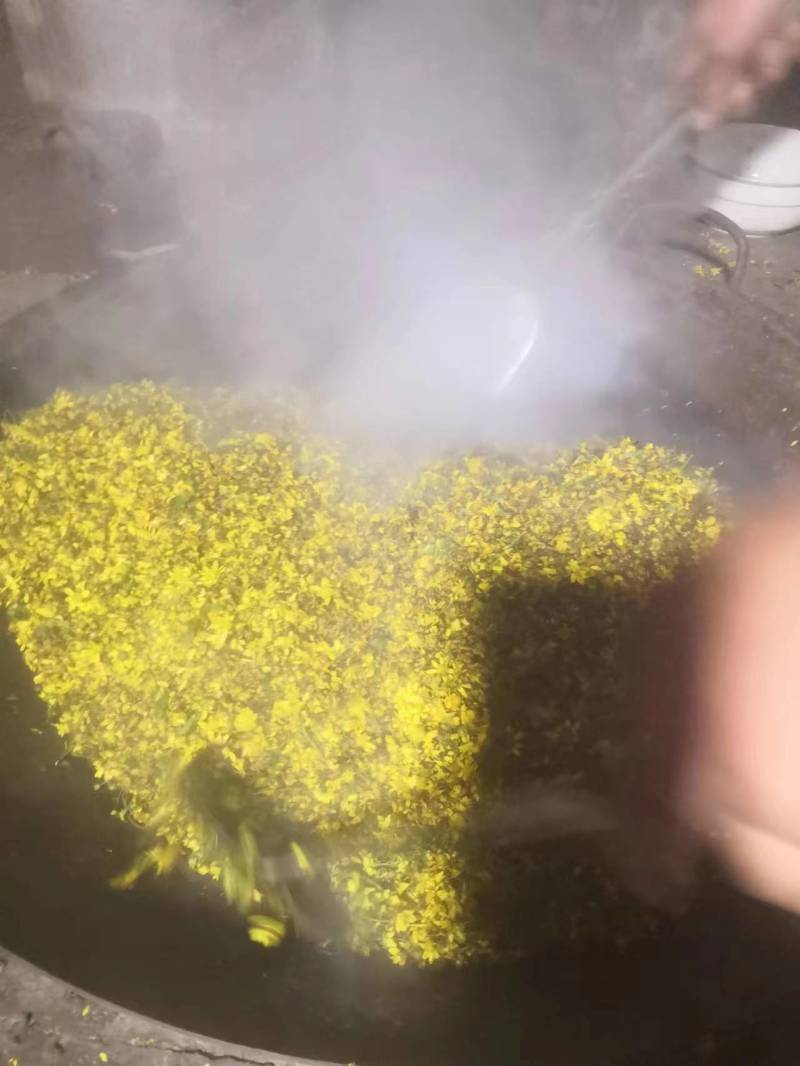 四川野生菊花