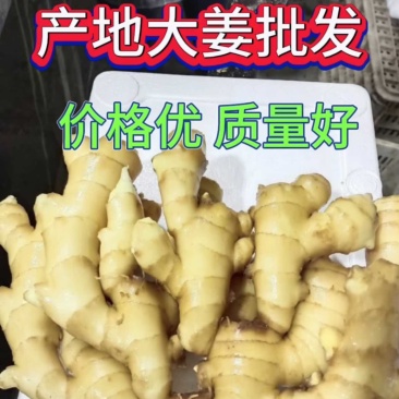精品生姜产地一手货源保证质量