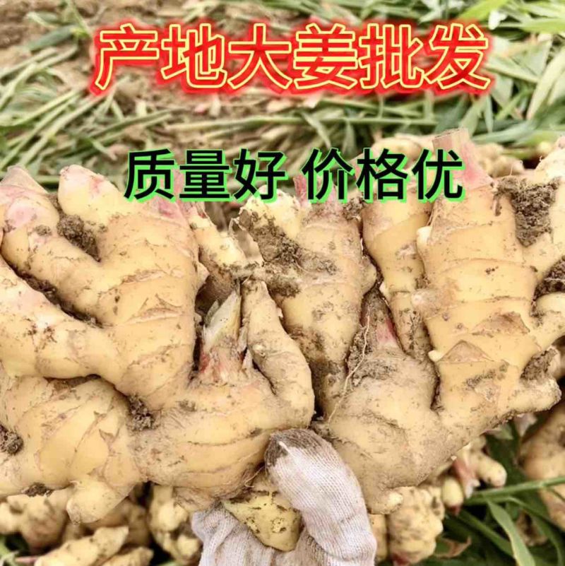 精品大姜原产地【电商超市市场货】质量保证