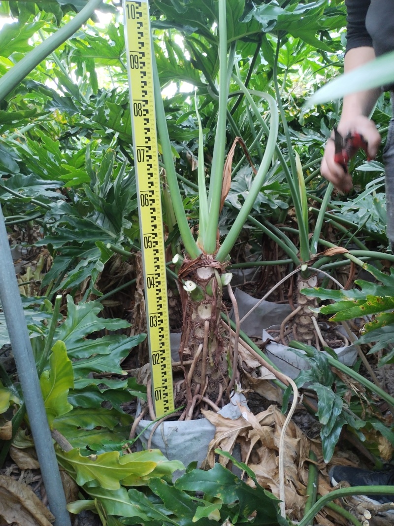 龙鳞春羽