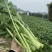 油菜苔