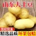 山东优质土豆大量供应保质保量质优价廉常年供应
