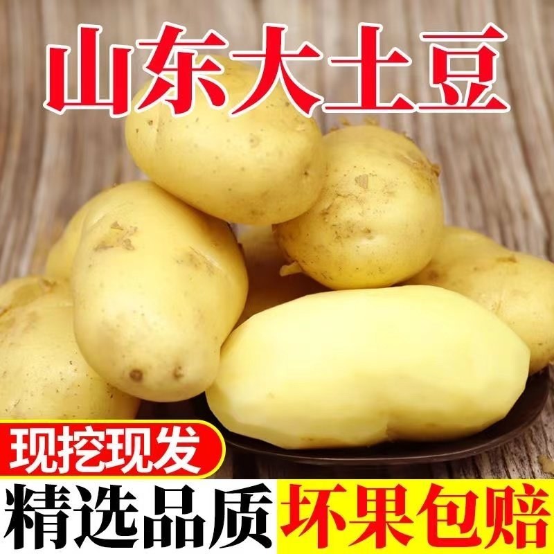 山东优质土豆大量供应保质保量质优价廉常年供应