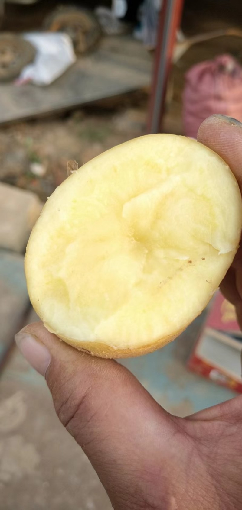 山东优质土豆大量供应保质保量质优价廉常年供应