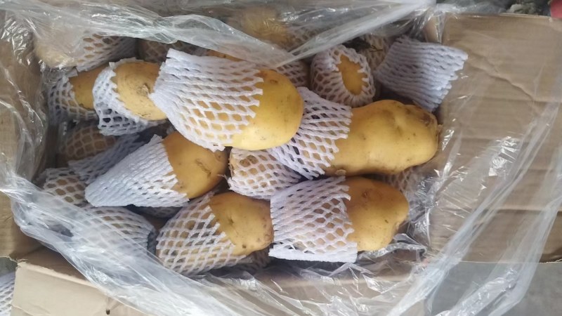 山东优质土豆大量供应保质保量质优价廉常年供应