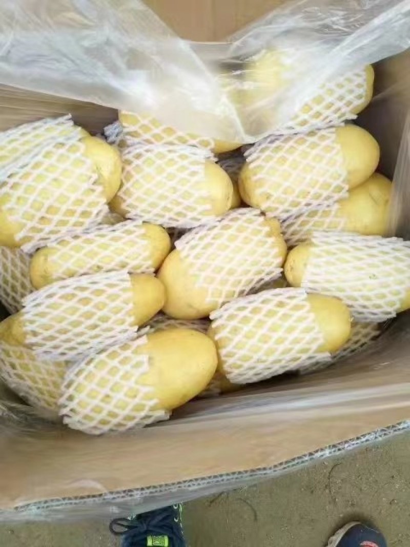 山东优质土豆大量供应保质保量质优价廉常年供应