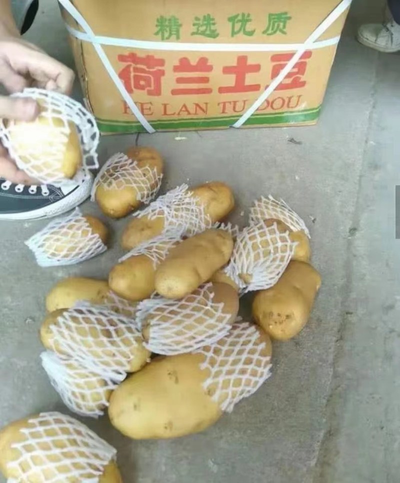 山东优质土豆大量供应保质保量质优价廉常年供应