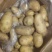 山东优质土豆大量供应保质保量质优价廉常年供应